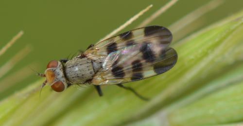 Melieria picta